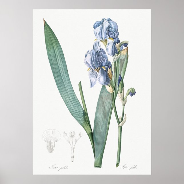 Vintage Botanical Illustration Poster (Front)