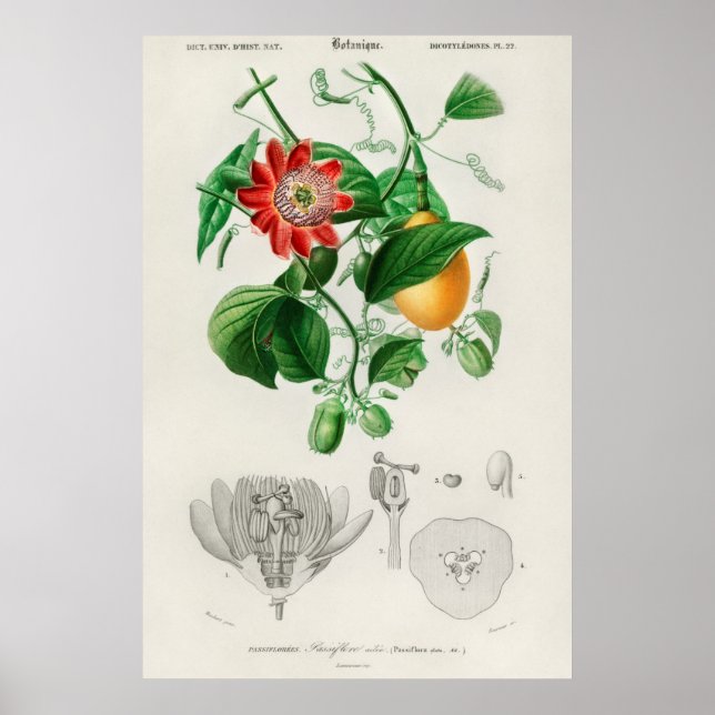 Vintage Botanical Illustration Poster (Front)