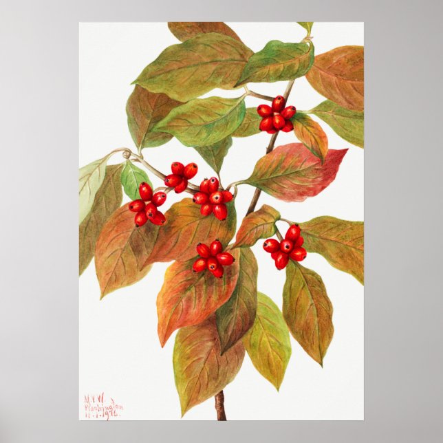 Vintage Botanical Illustration Poster (Front)