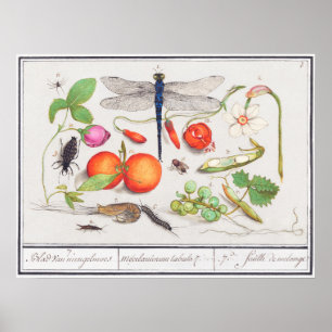 Vintage Botanical Illustration Poster
