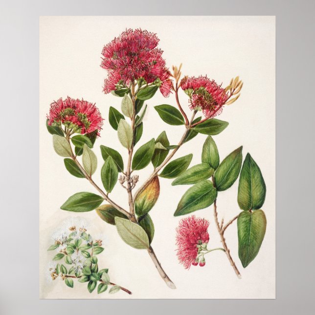 Vintage Botanical Illustration Poster (Front)