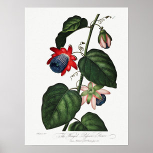 Vintage Botanical Illustration Poster