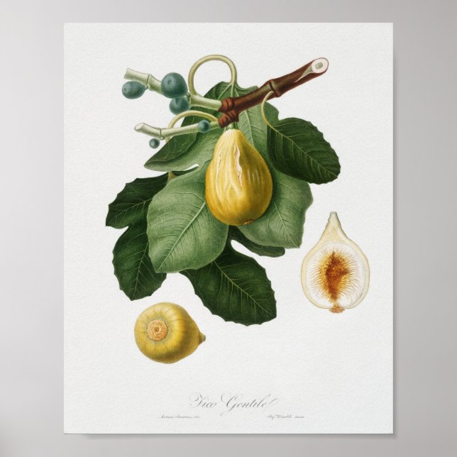 Vintage Botanical Illustration Poster (Front)