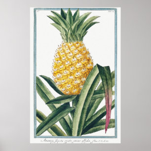 Vintage Botanical Illustration Poster