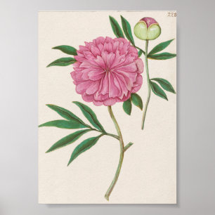 Vintage Botanical Illustration Poster