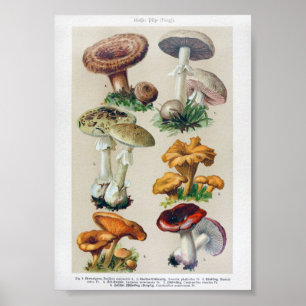 Vintage Botanical Illustration Poster