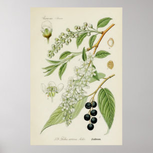 Vintage Botanical Illustration Poster