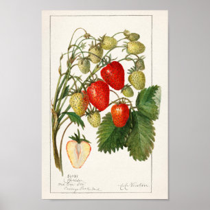 Vintage Botanical Illustration Poster