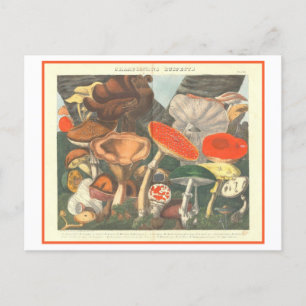 Vintage Botanical Illustration "Suspect Mushrooms" Postcard