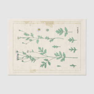 Vintage Botanical Illustration White Wildflower Tissue Paper