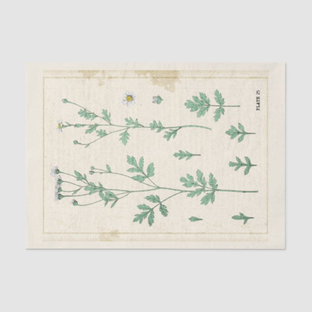 Vintage Botanical Illustration White Wildflower  Tissue Paper (Front)