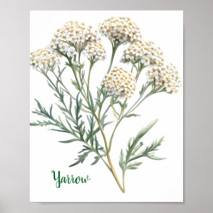 Vintage Botanical Illustration Yarrow Poster
