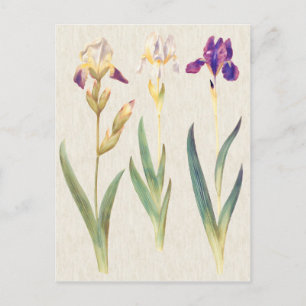 Vintage Botanical Iris Illustration Postcard