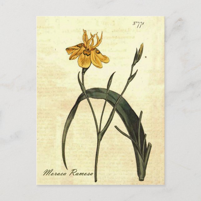 Vintage Botanical Iris Illustration Postcard (Front)