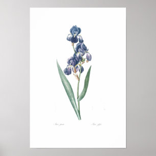 VINTAGE BOTANICAL "IRIS" REDOUTÉ POSTER