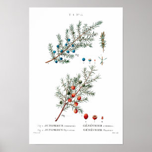 VINTAGE BOTANICAL "JUNIPER" REDOUTÉ POSTER