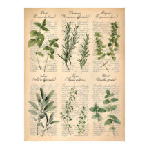 Vintage Botanical Kitchen Herbs Script Art  