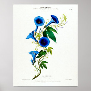 Vintage Botanical La Celestine Flore D Amerique Poster