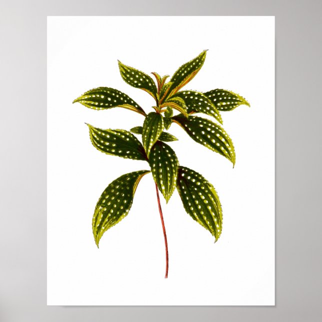 Vintage Botanical Leaf Print (Front)
