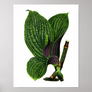 Vintage Botanical Leaf Print