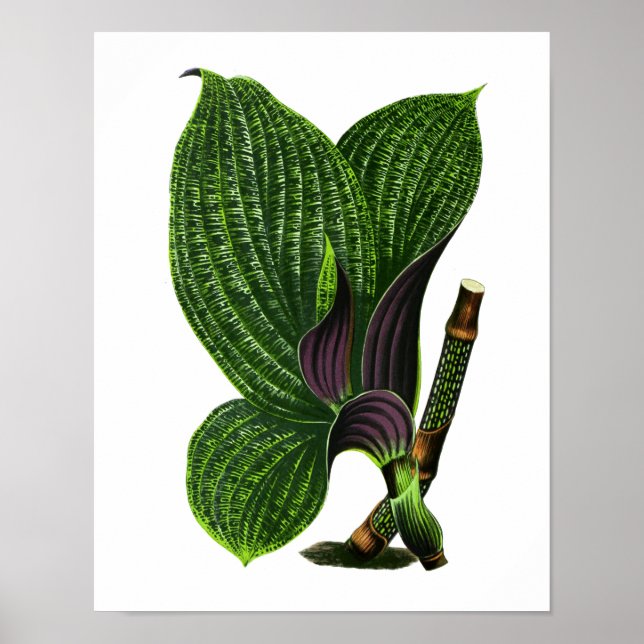Vintage Botanical Leaf Print (Front)