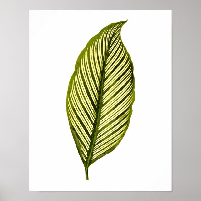Vintage Botanical Leaf Print (Front)
