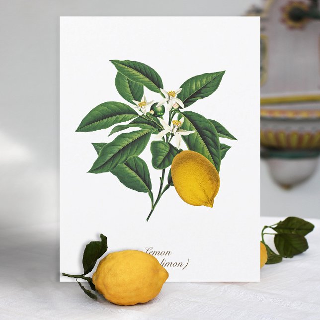 Vintage Botanical Lemon Fruit Blossom Leaves Postcard (Creator Uploaded)