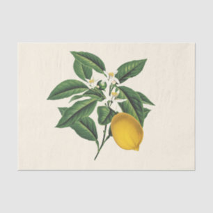 Vintage Botanical Lemon Fruit Blossom Tissue Paper