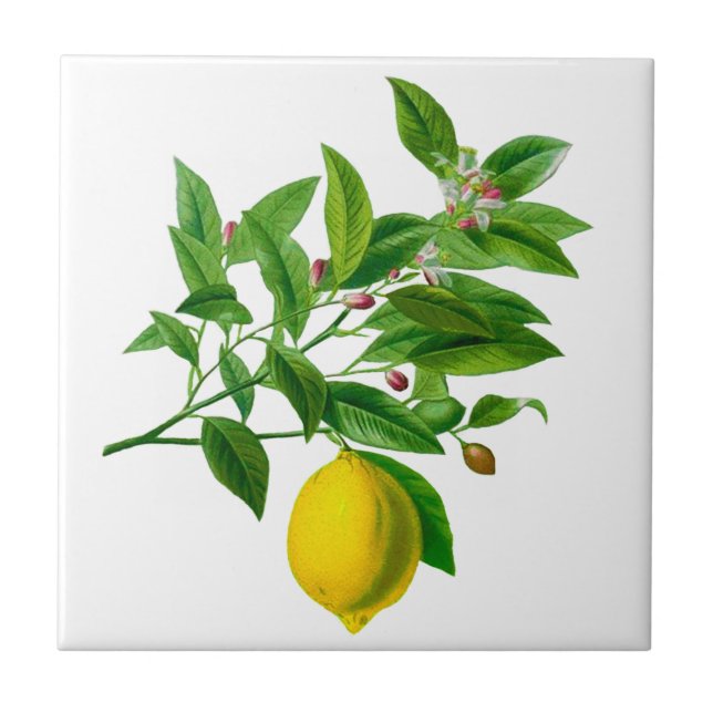 Vintage Botanical Lemon Illustration  Ceramic Tile (Front)