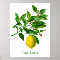 Vintage Botanical Lemon Illustration 