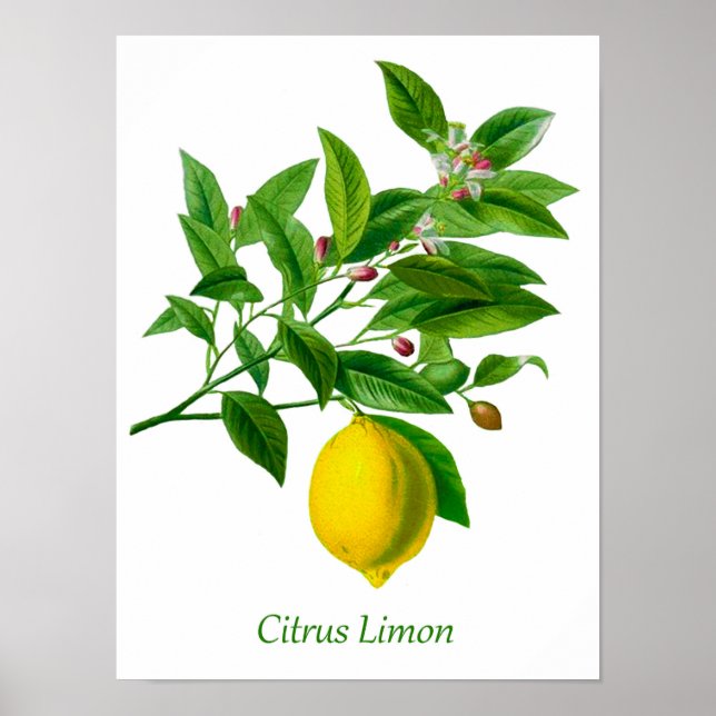 Vintage Botanical Lemon Illustration  Poster (Front)