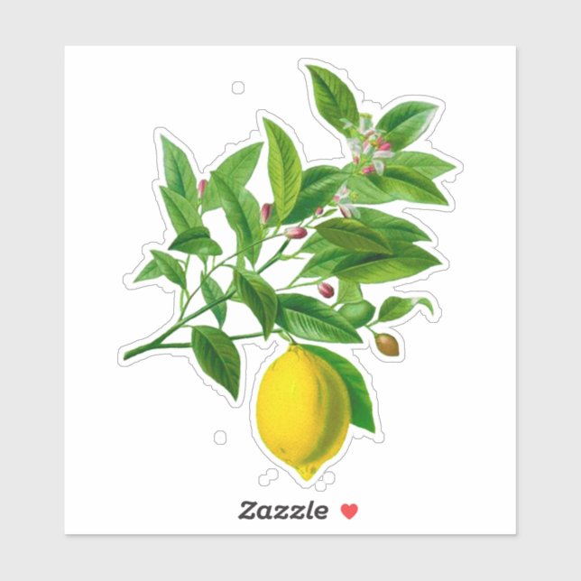 Vintage Botanical Lemon Print  (Sheet)