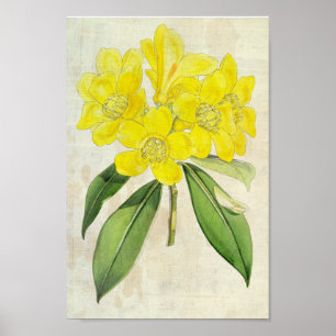 Vintage Botanical Lobb's Rhododendron Poster