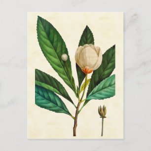 Vintage Botanical Loblolly Bay Tree Illustration Postcard