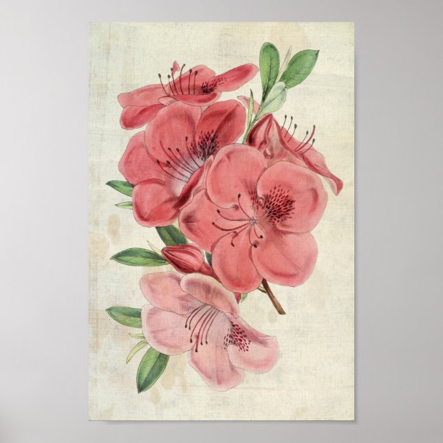 Vintage Botanical Magnet Azalea Poster (Front)