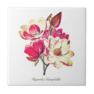 Vintage Botanical Magnolia Pink White Flower Tile