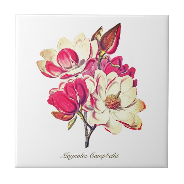 Vintage Botanical Magnolia Pink White Flower Tile (Front)