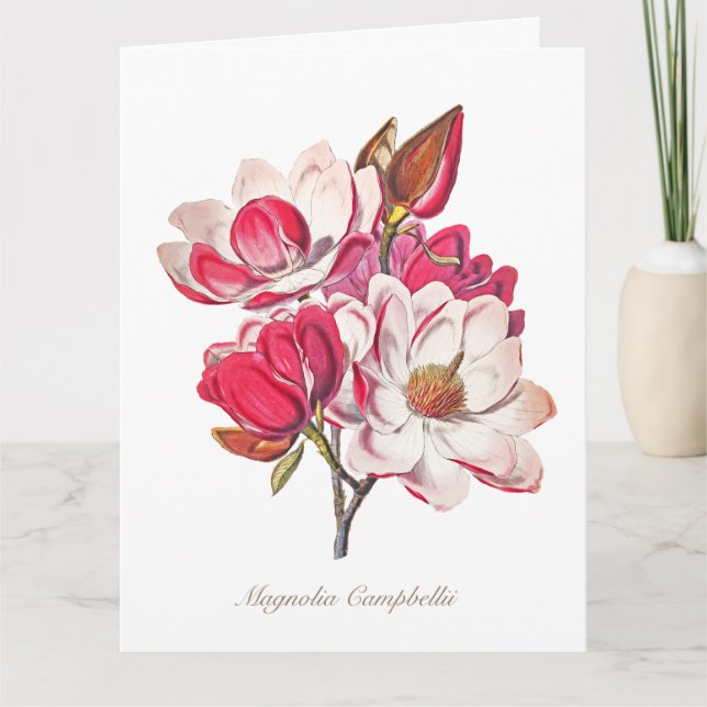 Vintage Botanical Magnolia Pink White Flowers Card (Front)