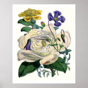 Vintage Botanical Magnolia Poster