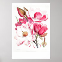 VINTAGE BOTANICAL "MAGNOLIA"  POSTER BY W.H. FITCH