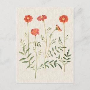 Vintage Botanical Marigolds Illustration Postcard
