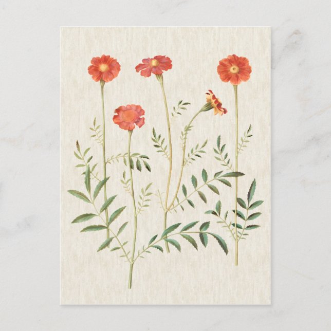 Vintage Botanical Marigolds Illustration Postcard (Front)