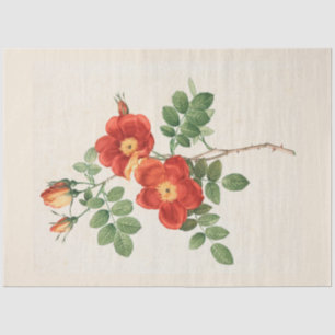 Vintage Botanical Modern Popular Floral Tissue Paper