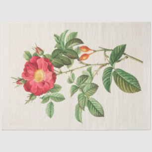 Vintage Botanical Modern Popular Floral Tissue Paper