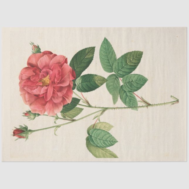 Vintage Botanical Modern Popular Floral Tissue Paper (Front)