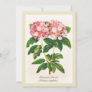 Vintage Botanical Mountain Laurel Flower