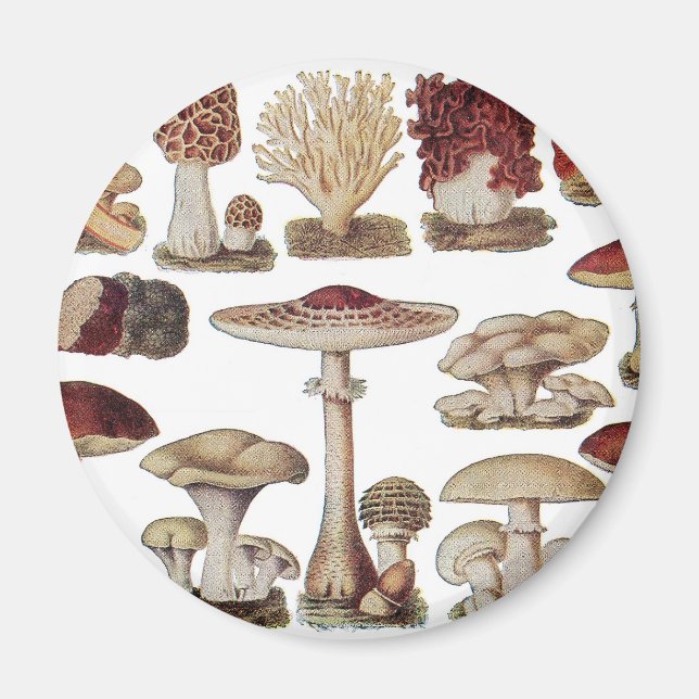 Vintage Botanical Mushrooms Magnet (Front)