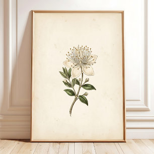 Vintage Botanical Myrtle Flower Art Poster
