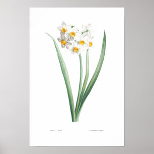 VINTAGE BOTANICAL NARCISSUS  POSTER