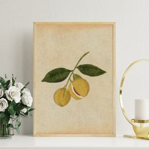 Vintage Botanical Nutmeg Illustration Poster